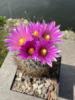 Gymnocactus beguinii